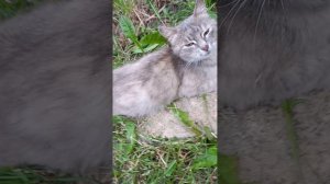 Ильнар с Элдаром снимают про кота.