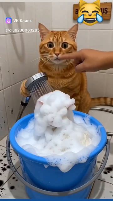 как часто надо мыть черных котов!? #юмор #питомцы #смешныекоты #нейрокотики #нейросеть #смешныевидео