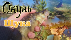 Щука-Окунь на Спиннинг в июне.