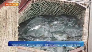 871 ТОННУ ТИХООКЕАНСКОГО ЛОСОСЯ ВЫЛОВИЛИ КАМЧАТСКИЕ РЫБАКИ С НАЧАЛА ПУТИНЫ • НОВОСТИ КАМЧАТКИ
