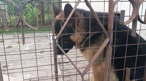 закоптили рыбку