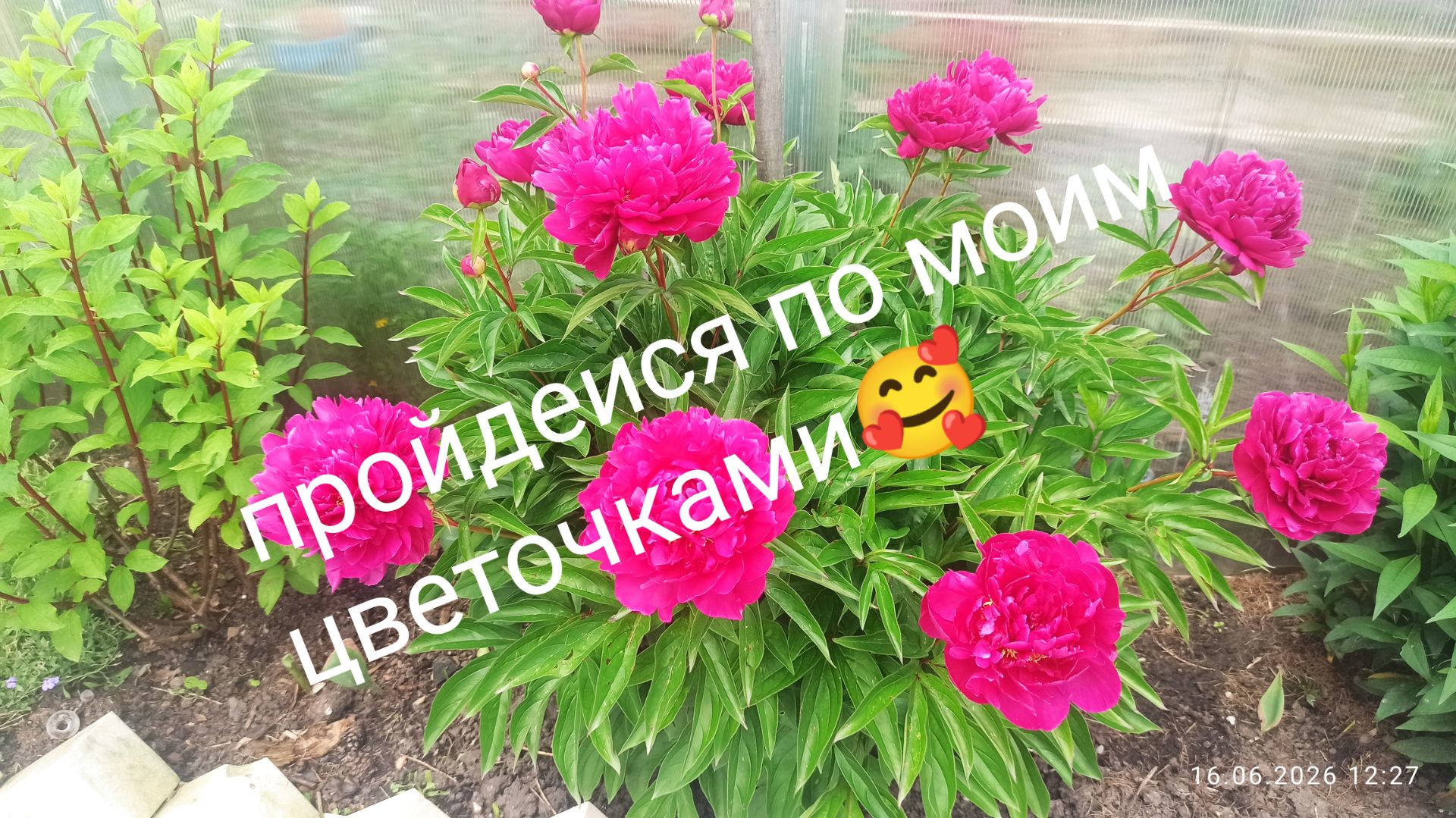 Прошлась по цветам, шикарные пионы. Купила ель. Живём в деревне🥰 смотреть онлайн