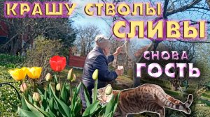 Крашу стволы сливы, подвязываю томаты