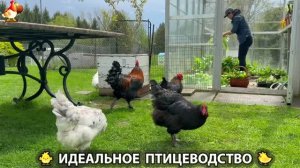 Идеальное птицеводство достойно восхищения 🐓🦆🦢🦚🦃🐔 эпизод (505)