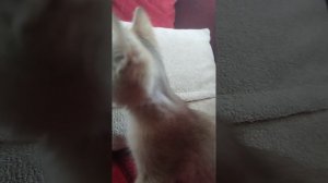 2 часть с котом