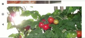 Какие овощи я вырастила на балконе и подоконнике 🍅🥒🧅 Фото прошлых лет.mp4