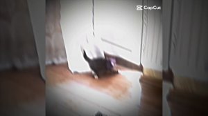 куки эдит