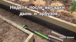 Неделя после высадки дынь и арбузов в теплицу. Подмосковье!