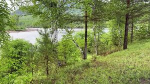 РЫБНАЯ РЕКА В ГЛУШИ, КРУГОМ МЕДВЕДИ