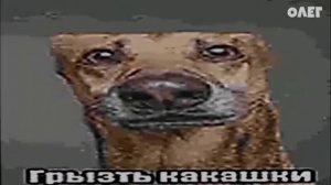 грызть какашки
