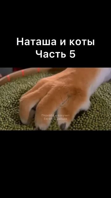 Наташа и коты часть 5