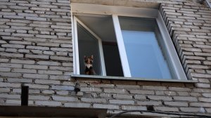 «Коммунальный рейд»: кошкин дом (Бийское телевидение)