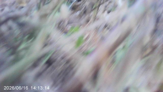 Удаление сорняка - молочая