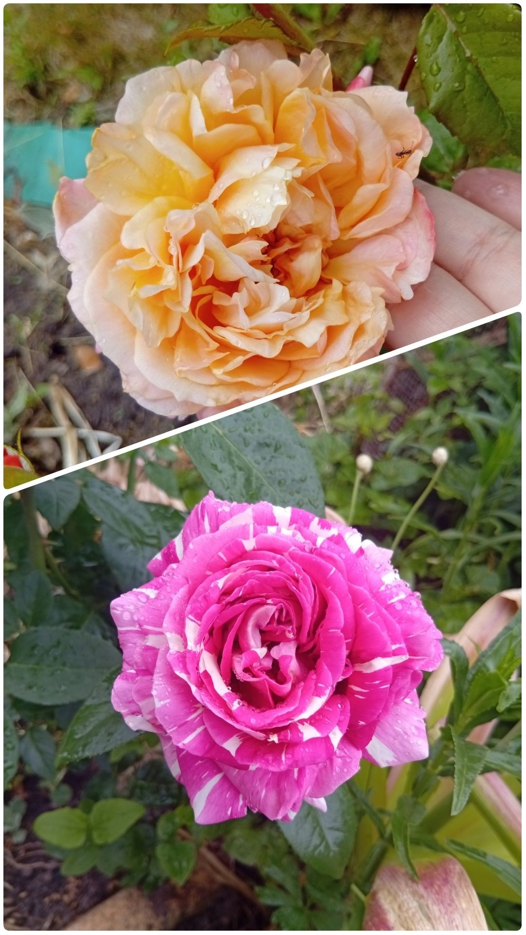 СЕКРЕТ ЦВЕТЕНИЯ РОЗ В САДУ🌹КАК ВЫРАСТИТЬ ШИКАРНЫЕ РОЗЫ #дача #garden #цветы #gardenflowers  #сад