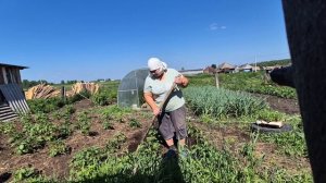 заказ молочной продукции / окучила картошку/ убежала от роя