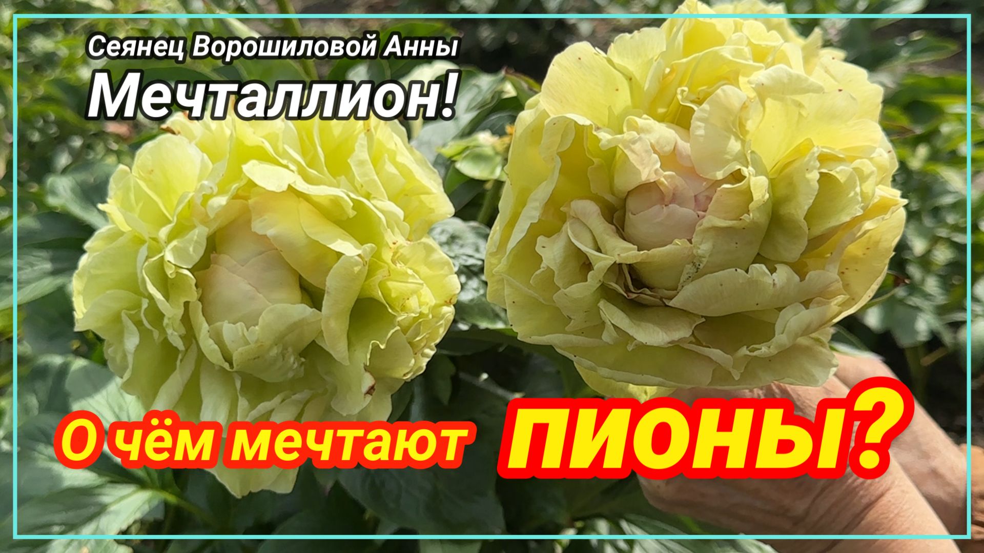 Сеянец Ворошиловой А.Б. "МЕЧТАЛЛИОН"/Сад Ворошиловой смотреть онлайн