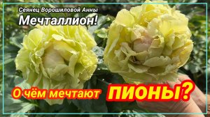 Сеянец Ворошиловой А.Б. «МЕЧТАЛЛИОН»/Сад Ворошиловой