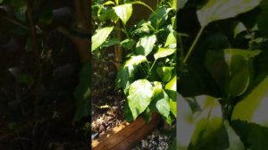 #Сад Моны #цветы растения #ботанический сад #посадки #красивая природа #растения #банглавлог