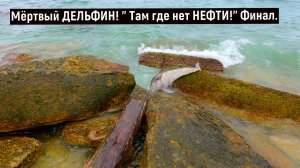 Мёртвый ДЕЛЬФИН! « Там где нет НЕФТИ!» Финал.