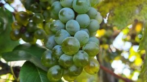 Основы виноделия🍇🍷😎.