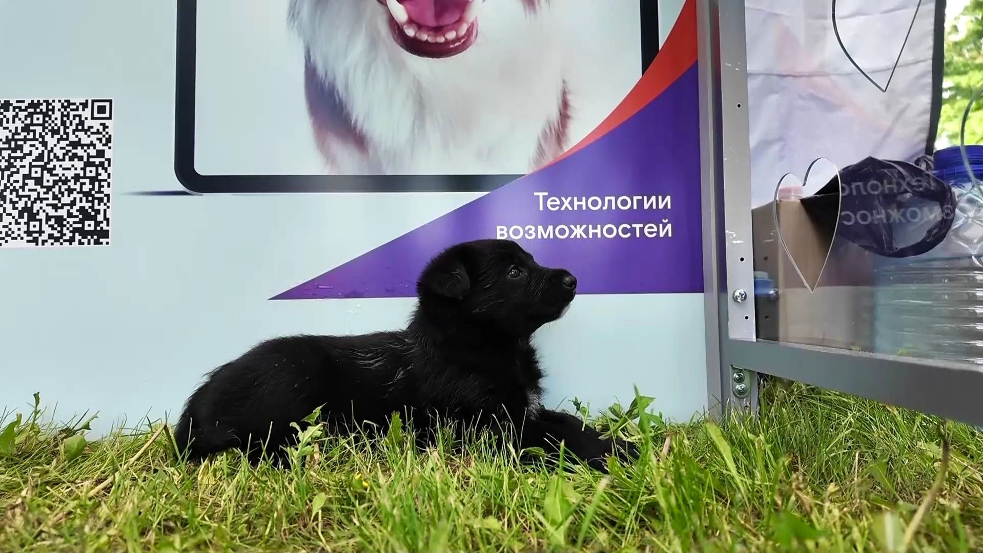 В Нижневартовске объединили цифровые инновации с заботой о животных