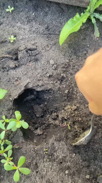 Копаем яму! День 3