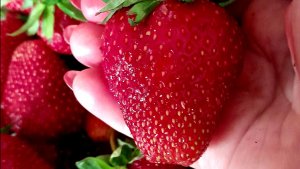 Клубника со своей грядки 🍓 Стоит-ли выращивать её на своём участке!?🤔