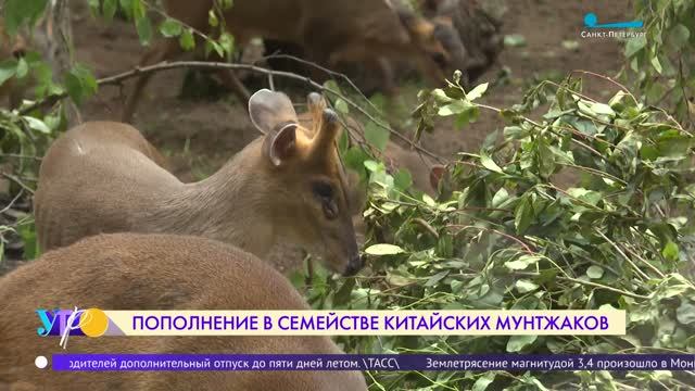 Пополнение в семействе китайских мунтжаков