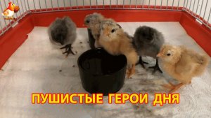 Цыплята под лампой 12 часов от роду, все разные и ничего не понимают (1)