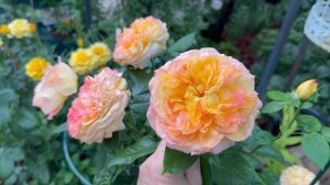 Анри Дельбар ✨и Керио🌼16 июня 26г🌿