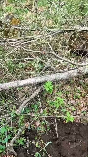 Лучший сигнал в этом году #металлоискатель