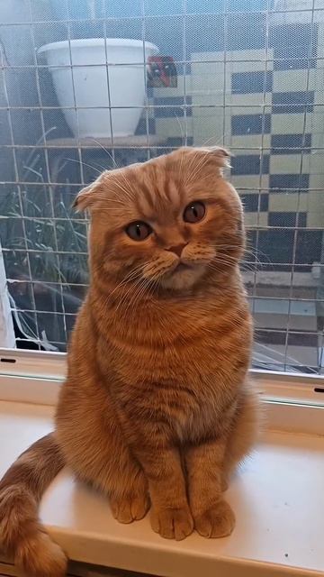 Долг когда отдашь?¿? 🙀🫶🤯