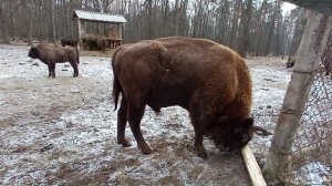 Мемувин играет с бревном