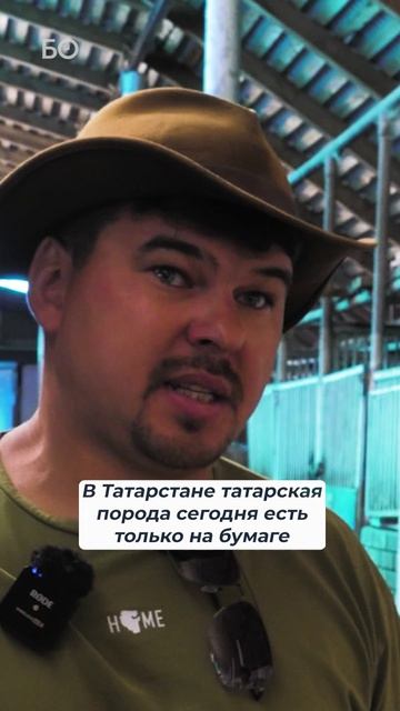 Почему буксует вопрос разведения татарской породы #лошадь#башкирская#татарская