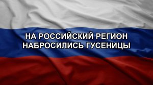На российский регион набросились гусеницы. Путин приготовил ловушку для НАТо