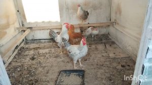 Ещё один способ борьбы с клопами.  Два дня из жизни на юге!