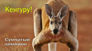 Австралийский прыгун 🦘 | Сумчатый чемпион 🥇