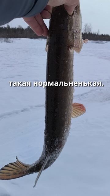 Осторожно, щука голодна! )