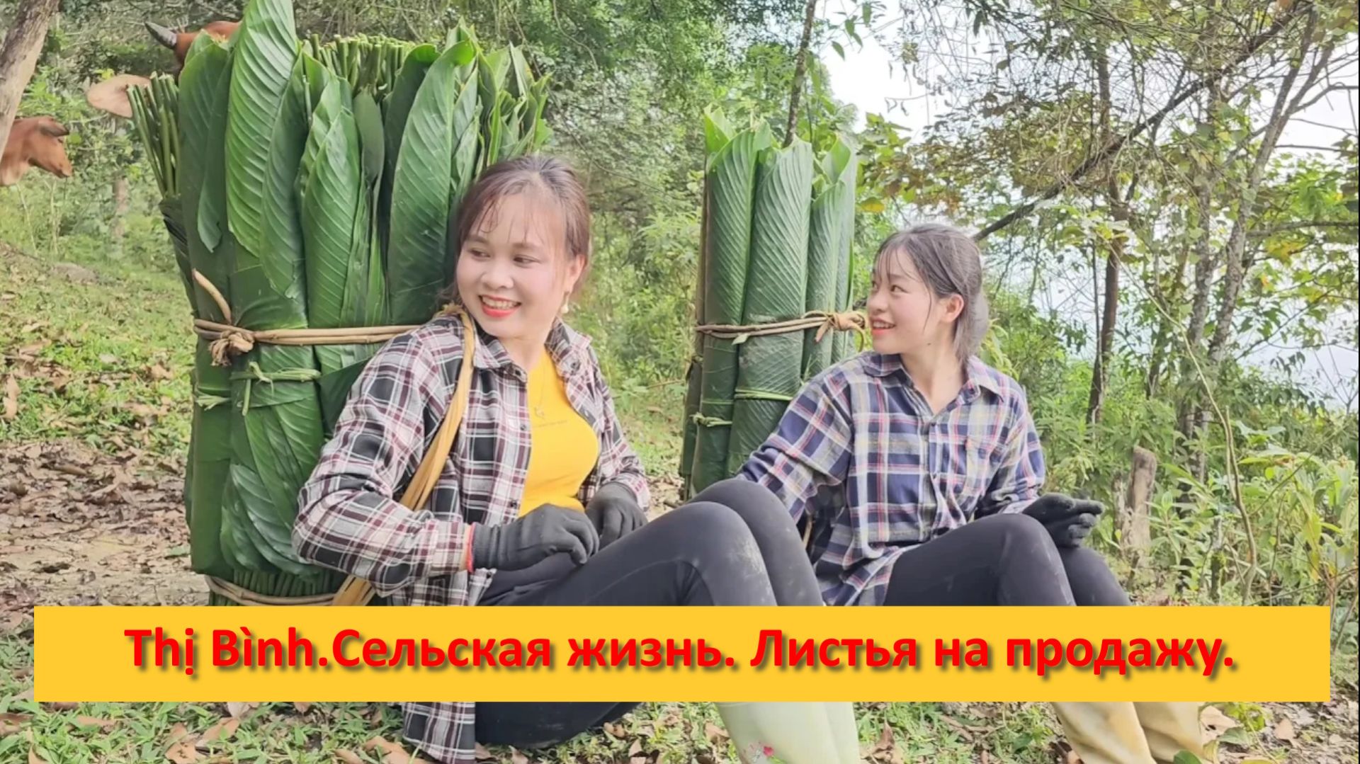Thị Bình. Вьетнам. Сельская жизнь. Листья на продажу. смотреть онлайн