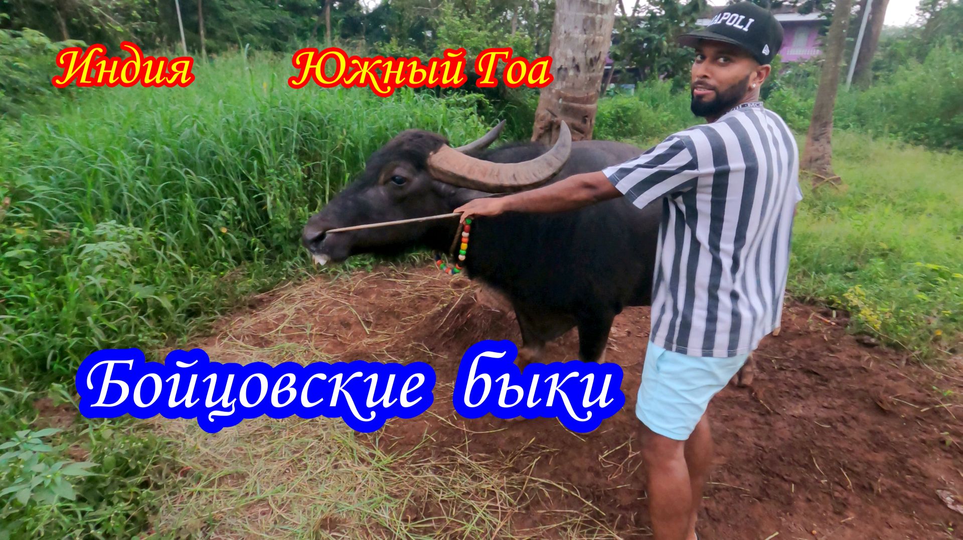 Бойцовские быки на Южном Гоа