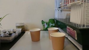 Как вырастить орбизы и какие они бывают