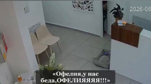 Кот разгромил ветклинику
