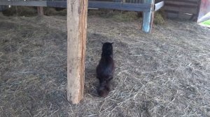 Лечение Вари продолжается . Жду сено .