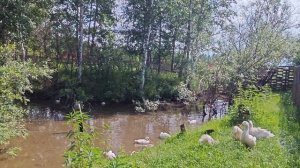 Утки купаются