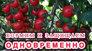 Делай так! и проблем с помидорами не будет!