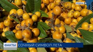 Сезон сбора мушмулы стартовал в Сочи