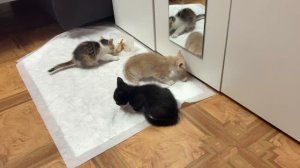 Приютили маленьких котят