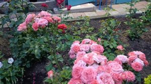 🌸сад после дождя🌸
