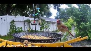 Отличный контент с участием птиц!#птицы #cutbirds #красивыептицы #birdvideo #birdlover #birds