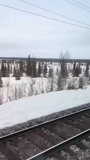 Переход тундра-лесотундра.